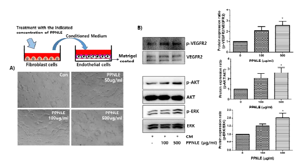 The regulation of tube formation through VEGFR-2 activation in endothelial cells by conditioned medium from fibroblast cells treated with PPNLE. (A) Endothelial cells were cultured on Matrigel-coated plates with the condition media harvested from fibroblast cells treated with or without PPNLE. After 12 h incubation, capillary-like tube formation was photographed with a Nikon light microscope. (B) The endothelial cells were treated with the conditioned media harvested from fibroblast cells treated with or without PPNLE for 24 h. The total protein extracts harvested from the cells were analyzed by Western blot analysis with antibodies against VEGFR-2, phospho-VEGFR-2, AKT, phospho-AKT, ERK1/2 and phospho-ERK1/2. Phosphorylated VEGFR2, AKT and ERK were standardized relative to their respective total proteins using densitometry. Data obtained from densitometric analyses are shown as bar graph. Data are expressed as fold of control and are shown as mean ± SD for three independent experiments. * p < 0.05 compared to the control