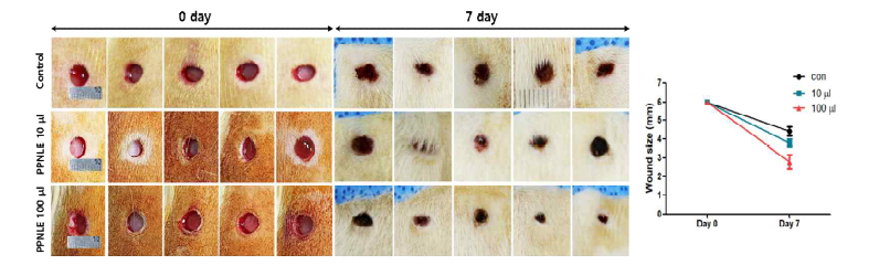 PPNLE promotes wound healing in SD rat. Full-thickness circular wounds (6 mm diameter) were made on the dorsal skin of the back in the rats (each group, n=5). PPNLE was treated on the wound sites. Wound size were measured at day 0, 7. Wound images of SD Rat in each group (0, 10 μL, 100 μL of 100 mg/ml PPNLE) were captured at days 0, 7. Wound closure was expressed as size of closed wound area for bar graph