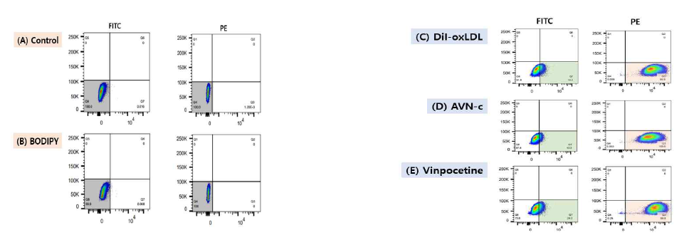 실험군별 DiI-oxLDL, BODIPY double stain 결과