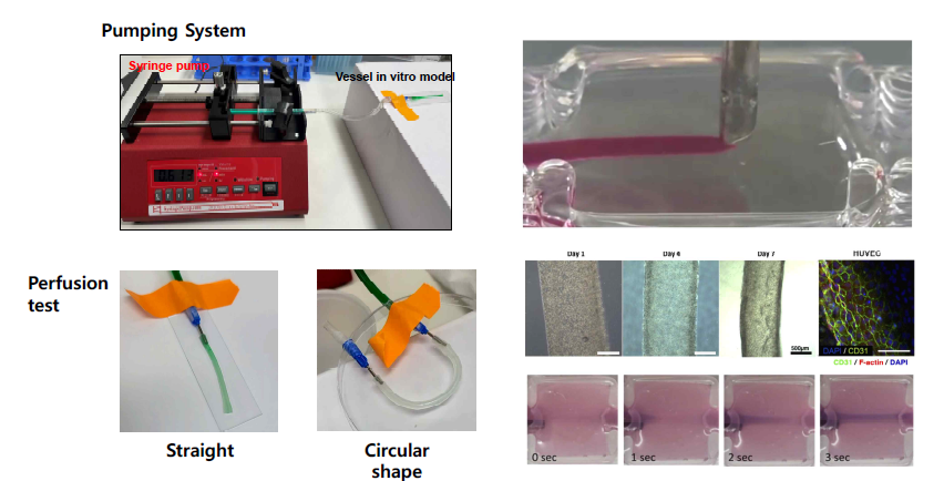 GelMA Coaxial Pritning된 혈관 초기 모델. 본 기술은 동축 노즐 바이오프린팅 기법 이용 하여 관류 가능한 혈관 체외모델 제작 기술을 개발 완료하였음. ①수용성잉크(코어), ②혈관내피세포바 이오잉크(중간 쉘), ③평활근세포바이오잉크(바깥 쉘)를 이용한 이중층 관형 혈관 직접 프린팅 공정을 수립하였으며, 펌프와 연결이 가능하도록 입구와 출구 바이오프린팅 공정조건을 수립하여 관류 가능한 혈관 체외모델 제작 기술을 확보하였음