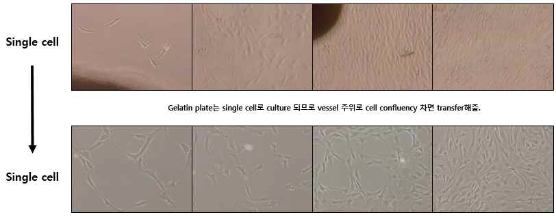 0.1% gelatin 위에서 배양한 대뇌동맥혈관에서의 single cell 분리