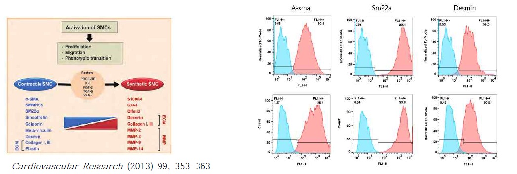 FACS를 통한 혈관근육세포 마커 확인