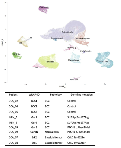 기저세포암 3례, Gorlin syndorme 환자의 기저세포암 3례, Brooke-Spigler 환자의 Basaloid tumor 2례, 주변 정상조직 1례에서 시행한 단일세포 분석 결과