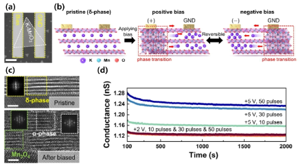 K-MnO2의 전기화학적 상변화 기반 멀티레벨 메모리 소자 구현 (a) 소자의 광학 이미지 (b) 전기화학적 상변화 과정 모식도 (c) 전압 인가 전/후의 STEM 이미지 (d) 인가전압과 펄스 수에 따른 컨덕턴스의 변화