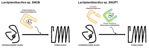모균주(SNUB)와 변이균주(SNUP7)의 chaperone 상태에 따른 protein folding 정도와 균주내 polyP의 역할