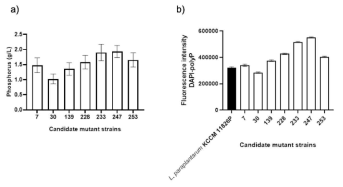a) 야생균주와 선별된 7차 strain 간의 인 소비 정도의 차이를 나타낸 그래프 (1차년도 결과) b) 2차년도에서 fluoremetric하게 분석한 세포 내부의 polyposphate 양