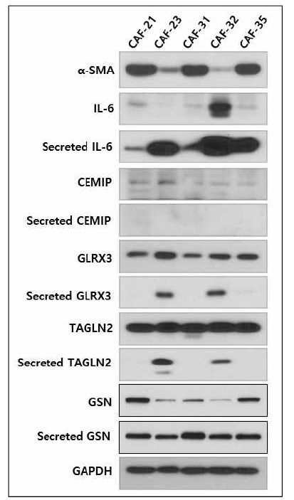 Western blotting of CAF-marker candidate in human derived CAFs