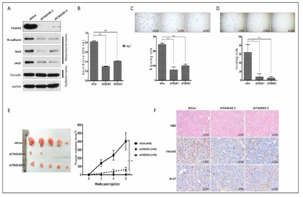 in vitro/ in vivo Target Knock down 실험을 통한 기능 실험