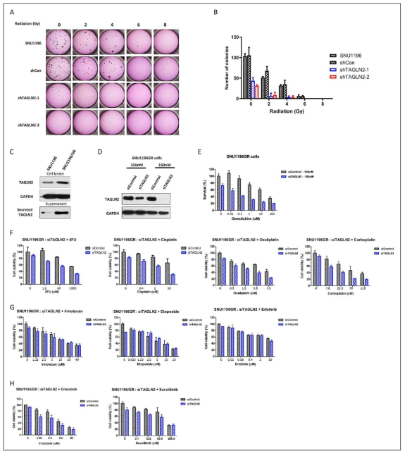 TAGLN2 K/D 세포주에서 항암 치료 저항성 개선 효과 확인. (A-B) 방사선 치료 실험, (C-H) 항암제 치료 실험 [5FU, cisplatin, oxaliplatin, carboplatin, irinotecan, Etoposide, Erlotinib, Crizotinib, Savolitinib]