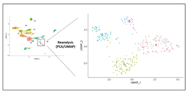 Sub-clustering of fibroblast