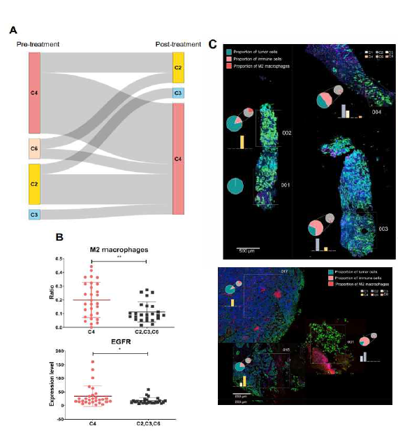 Immune subtype classification changes after treatment. (A) Immune subtypes classification changes according to Thorsson (2018) between paired pre-treatment and post-treatment patients. (B) M2 macrophages and EGFR levels in C4 group compared to C2, C3, and C6 subtypes. *, p<0.05. **, p<0.01. (C) DSP images of LC14 and LC23 and pie charts indicating the proportion of tumor cells, immune cells, and M2 macrophages. ROI number 001 and 002 are pre-treatment samples, while ROI number 003 and 004 are post-treatment samples for LC14. ROI number 016 and 017 are pre-treatment samples, while ROI number 001 is the post-treatment sample for LC23. The proportion of each cell type was calculated based on the nuclei count per ROI. The bar graph shows the proportion of C1 from C6 immune subtypes. Scale bar, 500