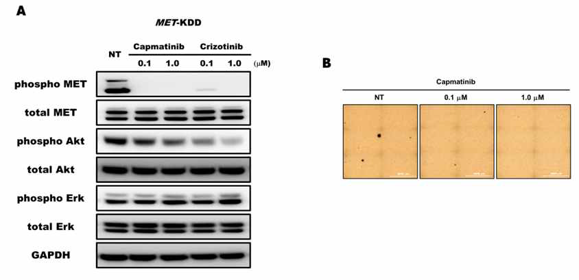 Oncogenic features of targetable MET-KDD NIH-3T3 cell line