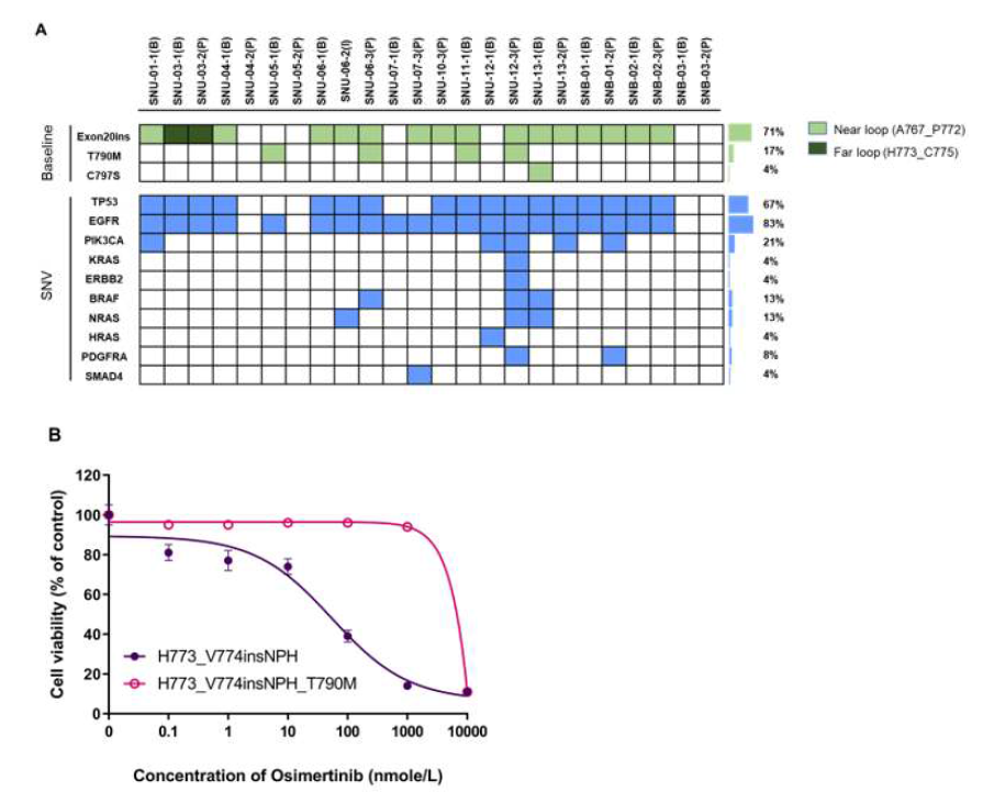 Plasma genotyping and EGFR exon 20 insertion ± T790M-mutant Ba/F3 models. (A) Thirteen of 15 patients with matched pre- and post-osimertinib samples. The top of each column denoted the patient’s number (B; baseline sample, I; interim sample, P; post-progression sample). EGFR exon 20 insertion location is shown in the right upper panel. Near loop (A767_P772) site in light green box; Far loop (H773_C775) site in dark green box. (B) EGFR T790M mutation confers resistance to osimertinib. Cell viability assays were performed that Ba/F3 cell lines harboring EGFR H773_V774ins NPH with or without T790M were treated with osimertinib at 72 hours