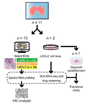 Clinical history of patients with advanced EGFR-mutant lung adenocarcinoma transformed into small-cell lung cancer Scheme of the study design. The study’s design and methodology are succinctly depicted in the schematic