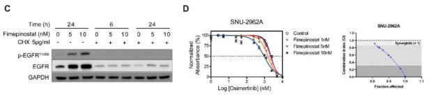 HDAC inhibitor treatment leads to the restoration of EGFR expression in a t-SCLC cell line. . C, Treatment with cycloheximide (CHX), which inhibits new protein synthesis, inhibits the recovery of EGFR and p-EGFR expression. D, Restored EGFR expression showed a synergistic effect with the combination of EGFR-TKI (osimertinib) and fimepinostat. The combination index value was assessed based on the fraction of affected cells in SNU-2962A cells (right)