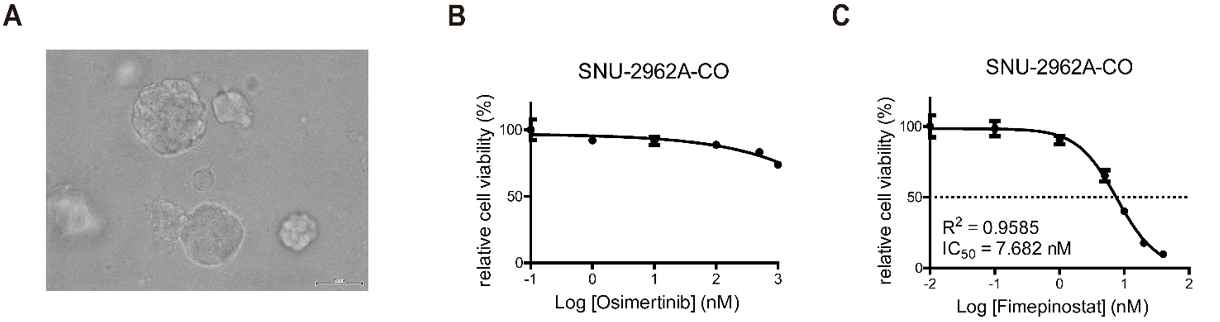 Synergistic effect of HDAC inhibitor and EGFR-TKI in t-SCLC organoid.A, Bright-field image of cancer organoid SNU-2962A-CO generated from SNU-2962A t-SCLC cell line (scale bar = 5μm). B and C, Cell viability was measured using CellTiter-Glo® 3D (see Methods for details) 72h after SNU-2962A-CO treatment with fimepinostat (B) and osimertinib (C) at the indicated concentrations