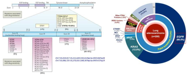 표피성장인자수용체 돌연변이의 분포(좌) 및 국내 폐선암 유전체 결과(우)