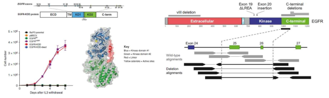 EGFR 키나아제영역중복 (EGFR KDD)(좌) 및 EGFR C-terminal deletion 구조변이(우)