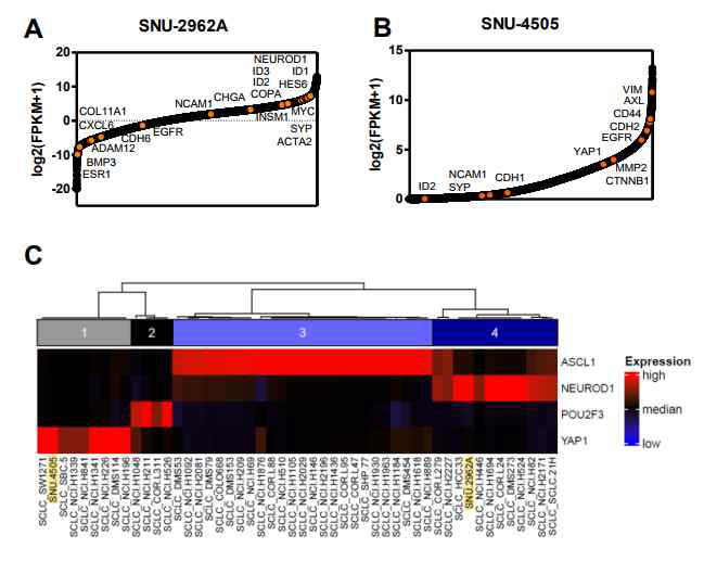 Characteristics of tSCLC cell lines. sRNA-seq results of SNU2962A cell line (A) and the SNU-4505 cell line (B). SNU-2962A cell line is classified as a NEUROD1 subtype and highly expresses its targets, and the SNU4505 cell line is classified as YAP1 subtype (C)