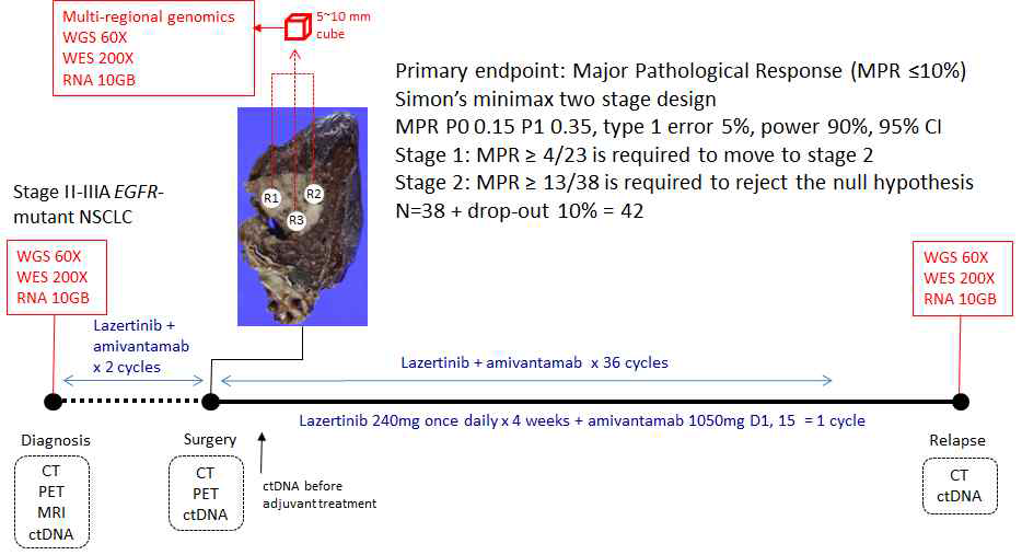 Biomarker study scheme of neoadjuvant lazertinib plus amivantamab for resectable EGFR-mutant NSCLC