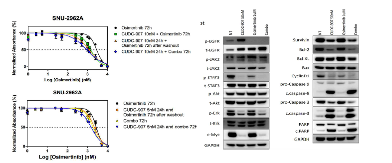 Cell viability assay and protein level expression of SNU-2962A cell lines