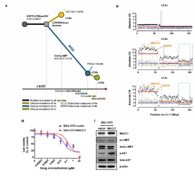 Phylogenetic tree of Patient 4 was analyzed based on WGS of tumors LC4a, LC4b, LC4c.(A) Absolute copy number of genes in chromosome 7.(B) Cell viability assay of the SNU-3173 transfected empty vector and MACC1- overexpressing SNU-3173 treated with mobocertinib. The expression level of protein in MACC1. (H&I)