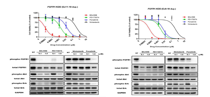 FGFR1-KDD cell viability assay and western blots