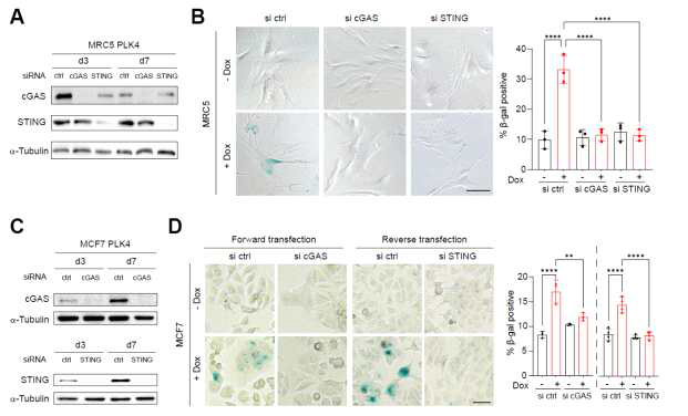 cGAS-STING 의존성 노화연관 분비단백체를 통한 세포노화 유도 (MRC5, MCF7)