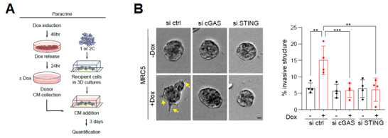 cGAS-STING 의존성 노화연관 분비단백체를 통한 paracrine 암전이 유도 (MRC5)