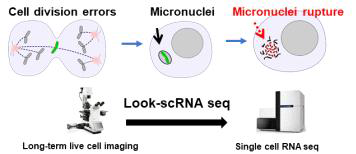 Look-single cell RNA sequencing (Look-scRNA seq) 라이브이미징과 단일세포 RNA sequencing을 결합한 최신기법을 사용 하여 extra centrosomes으로 인한 소 핵의 핵막파열이 SASP, 염증반응인자의 전사를 유도하는 직접적인 인과관계를 single-cell level에서 규명함