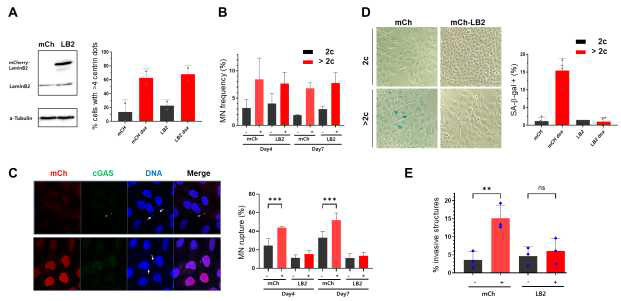 소핵 (micronuclei) 핵막파열 억제에 의한 세포노화 및 3차원 오가노이드 암전이 제어