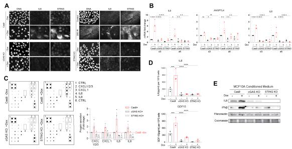 Extra centrosomes 매개 암전이 노화연관 분비표현형 (SASP)의 cytoplasmic DNA sensing 신호전달경로 의존성