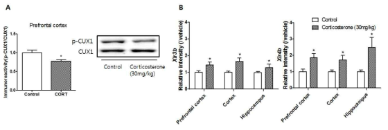 조현병 음성증상 동물모델에서의 CUX1의 인산화 변화(A), Xlr3b 및 Xlr4b의 mRNA 변화 확인 (A, Western blot; B, RT-PCR)
