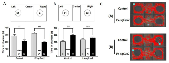 CUX2 발현저하 동물에서의 사회성 결여 행동변화 관찰(social interaction test) (L, left chamber; C, center; R, right chamber; S1, stranger 1; E, empty; S2, stranger 2)