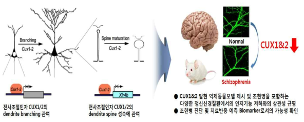 연구의 개요