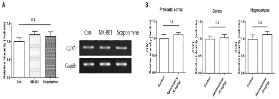 약물로 유도한 인지기능 저하동물모델에서 CUX1의 발현변화 (A. MK-801, Scopolamine; B, apomorphine)
