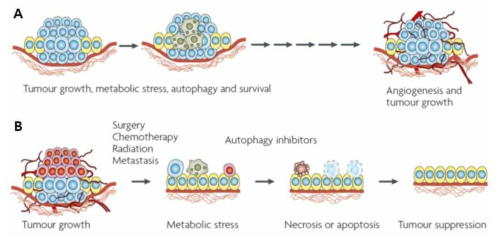 항암제 내성 과 Autophagy 억제제의 사용