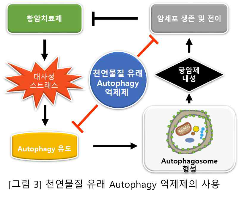 천연물질 유래 Autophagy 억제제의 사용