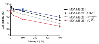 AEN 녹다운, IFT52 및 VCP 녹아웃 MDA-MB 231 세포주에서 bleomycin 처치 후 cell viability 분석