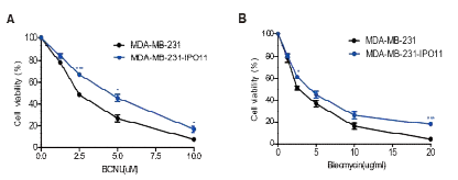 IPO11 녹아웃 세포에서 BCNU 및 bleomycin 처치 후 cell viability 분석