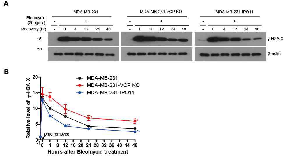 VCP 녹아웃 세포와 IPO유전자-전사활성화(TA) 세포에 bleomycin 처치 후, γ-H2A.X의 발현 차이로 DNA 손상 및 트랜젝션 효과 분석