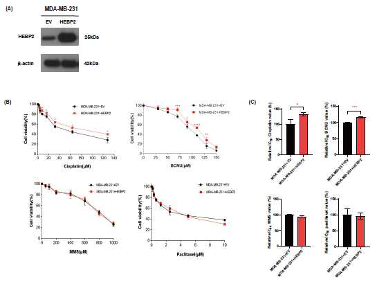 MDA-MB-231 세포에서 외부적 유전자 형질도입이 cisplatin, BCNU, MMS 및 paclitaxel 처치 후 cell viability 분석