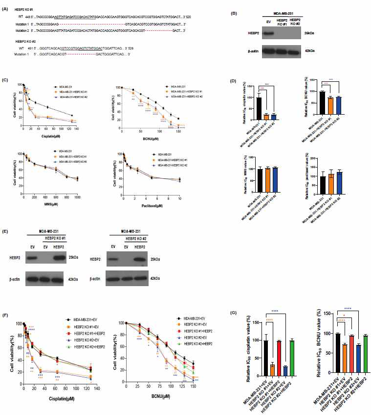 HEBP2 녹아웃 MDA-MB 231 세포주에서 cisplatin, BCNU 처치 후 세포 생존률 항암 내성 차이 및 외부적 유전자 형질 재도입이 내성 회복에 미치는 효과 분석