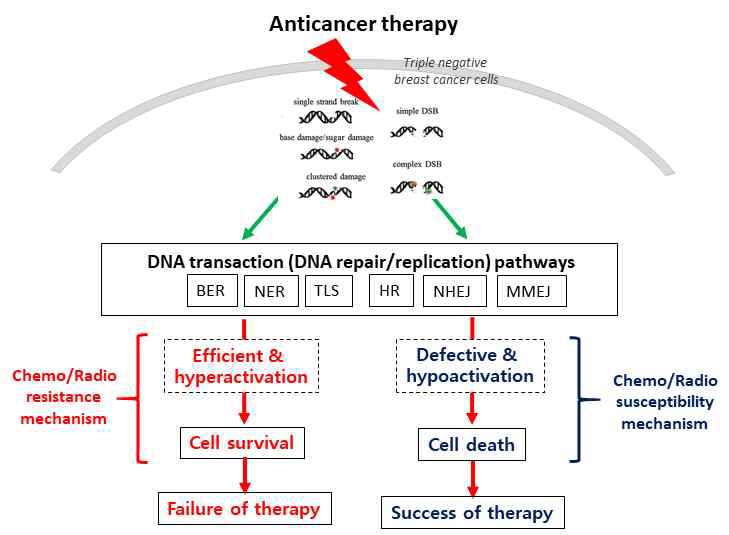 삼중음성유방암에서 항암 치료 시 DNA 트랜잭션(복구/복제) 능력에 따라 가능한 항암 치료 내성/감수성, 세포의 생존/사멸 및 치료 효과에 대한 개략적인 모식도
