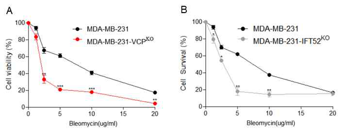 IFT52 및 VCP 녹아웃 MDA-MB 231 세포주에서 bleomycin 처치 후 cell viability 분석