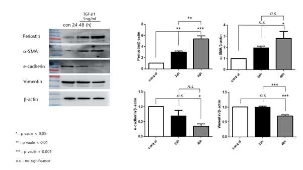 BEAS-2 세포에 TGF-beta 1을 5ng/ml로 처리하고 EMT marker와 periostin을 기준시점인 24시간과 48시간에 측정함