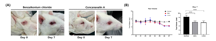 BAC와 ConA 적용 7일 후 랫드의 외형변화와 눈물량 변화
