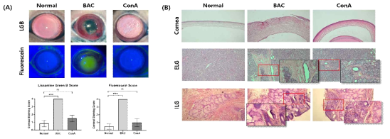 BAC와 ConA 적용 7일 후 각막 손상 평가 및 조직학적 변화