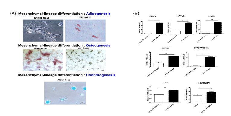 분리한 지방유래 중간엽줄기세포의 지방세포, 뼈세포 및 연골세포로의 분화 능력 검증