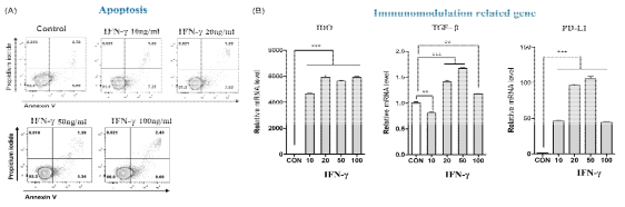 IFN-γ의 농도별 처리 후 apoptosis 발생률과 면역조절능 관련 유전자 발현 비교